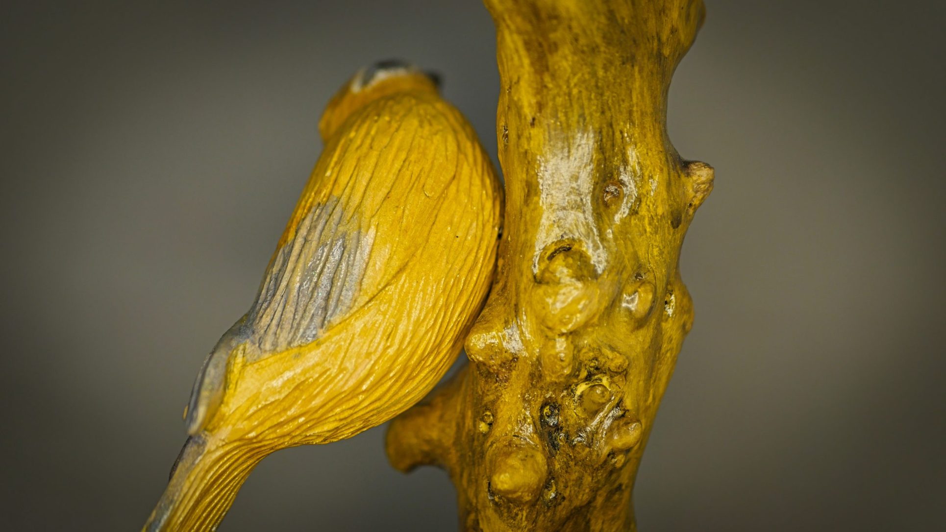 Le Jaseur des cèdres – Image 11