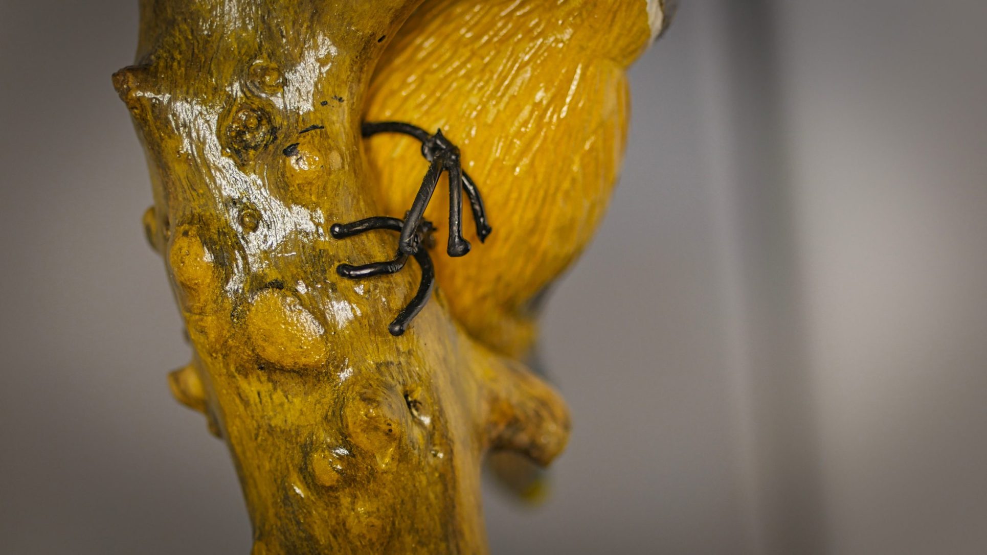 Le Jaseur des cèdres – Image 8