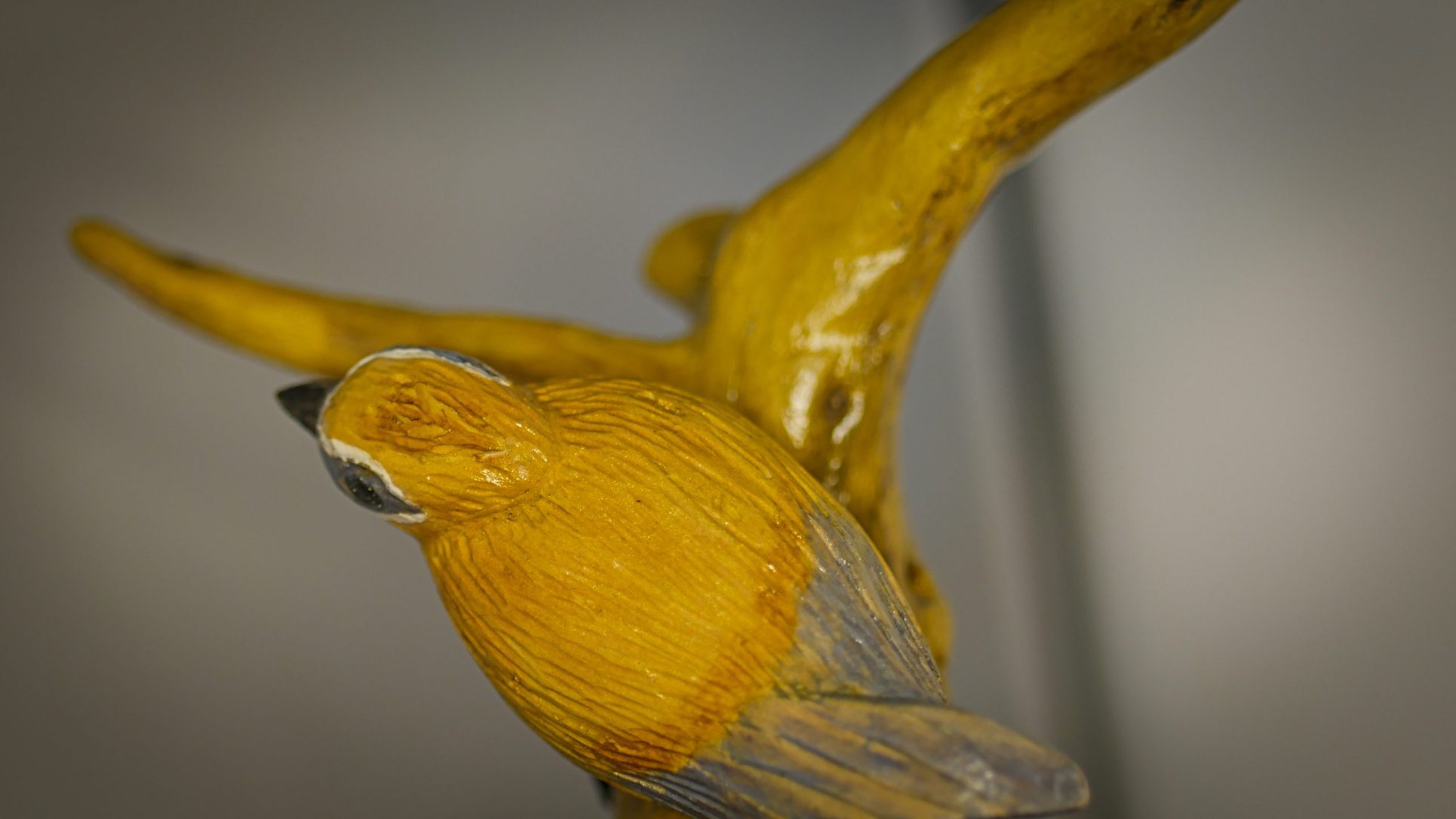 Le Jaseur des cèdres – Image 7