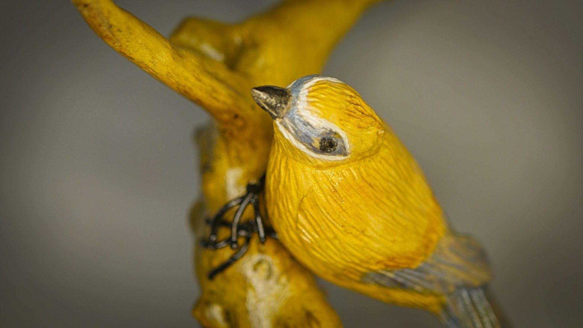 Le Jaseur des cèdres
